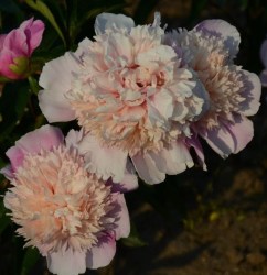 00000 Maria-Sibylla-Merian-P.-lactiflora-Schulze (1)